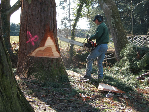 abattage d'arbre